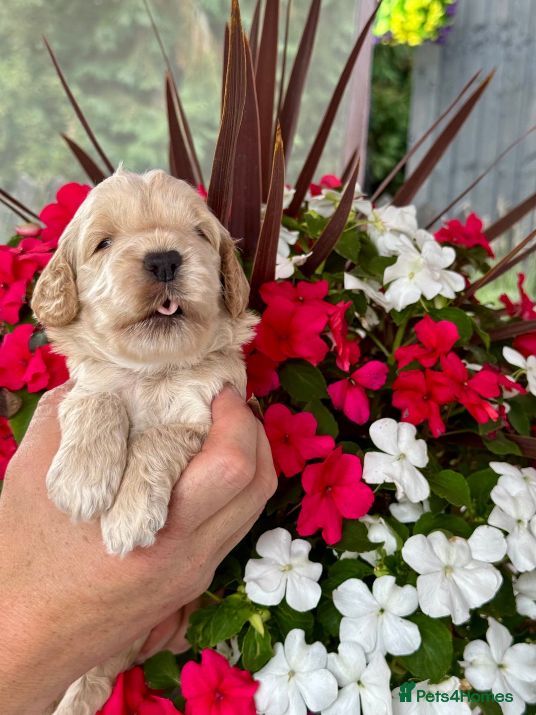 Cockapoo dogs for sale: 7 gorgeous apricot f1 DNA tested Cockerpoos  - Image 6