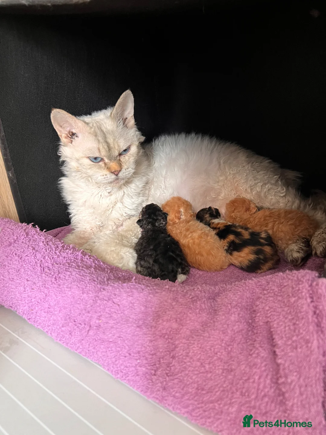 Selkirk Rex cats for sale: Beautiful Selkirk rex kitten  - Advert 2