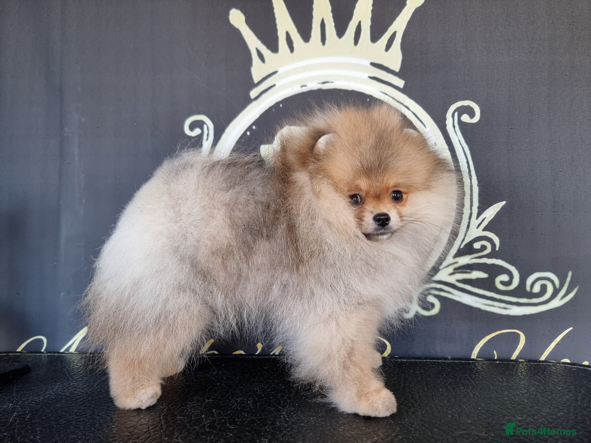 Pomeranian dogs Luxury Pomeranian puppies for sale!!! - Advert 10