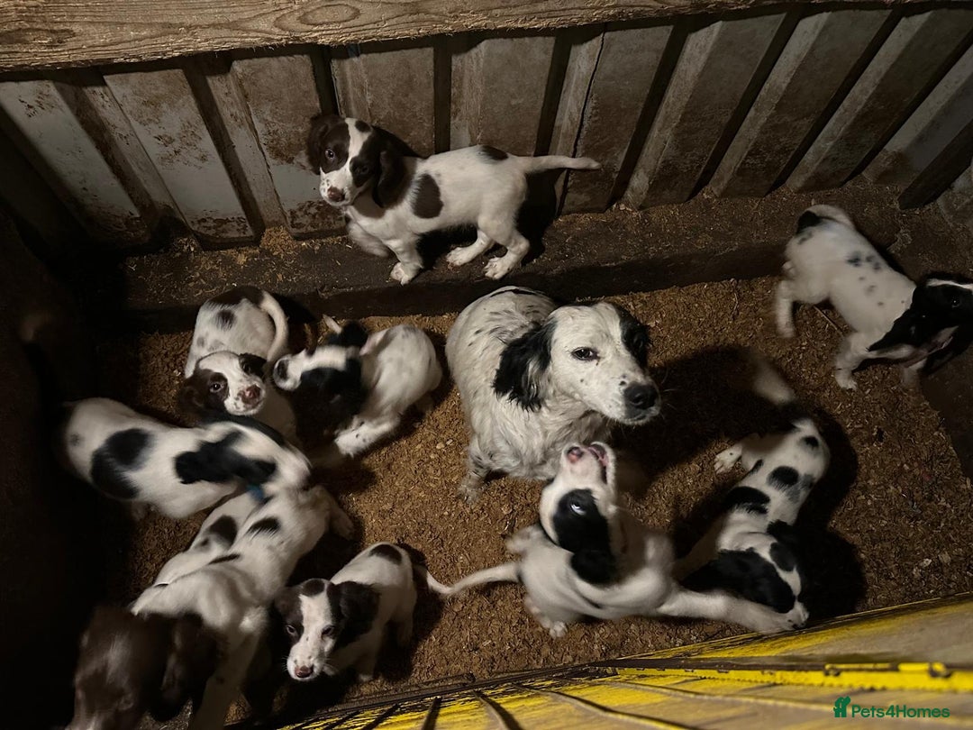 English Springer Spaniel dogs for sale: Springer spaniel pups for sale  - Advert 16