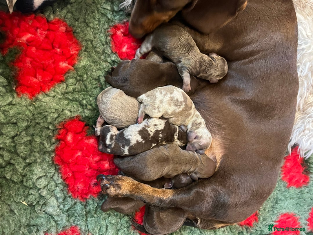 Miniature Dachshund dogs for sale: Isabella dapple KC stunning healthy dachshund  - Image 5