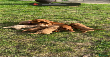 Cockapoo dogs - Advert 16