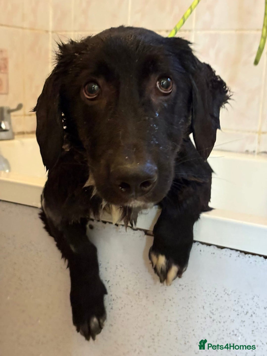 Mixed Breed dogs for adoption: Leo - Norwich Norfolk  - Advert 2