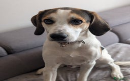 Mixed Breed dogs for sale: Beagle x - Image 4