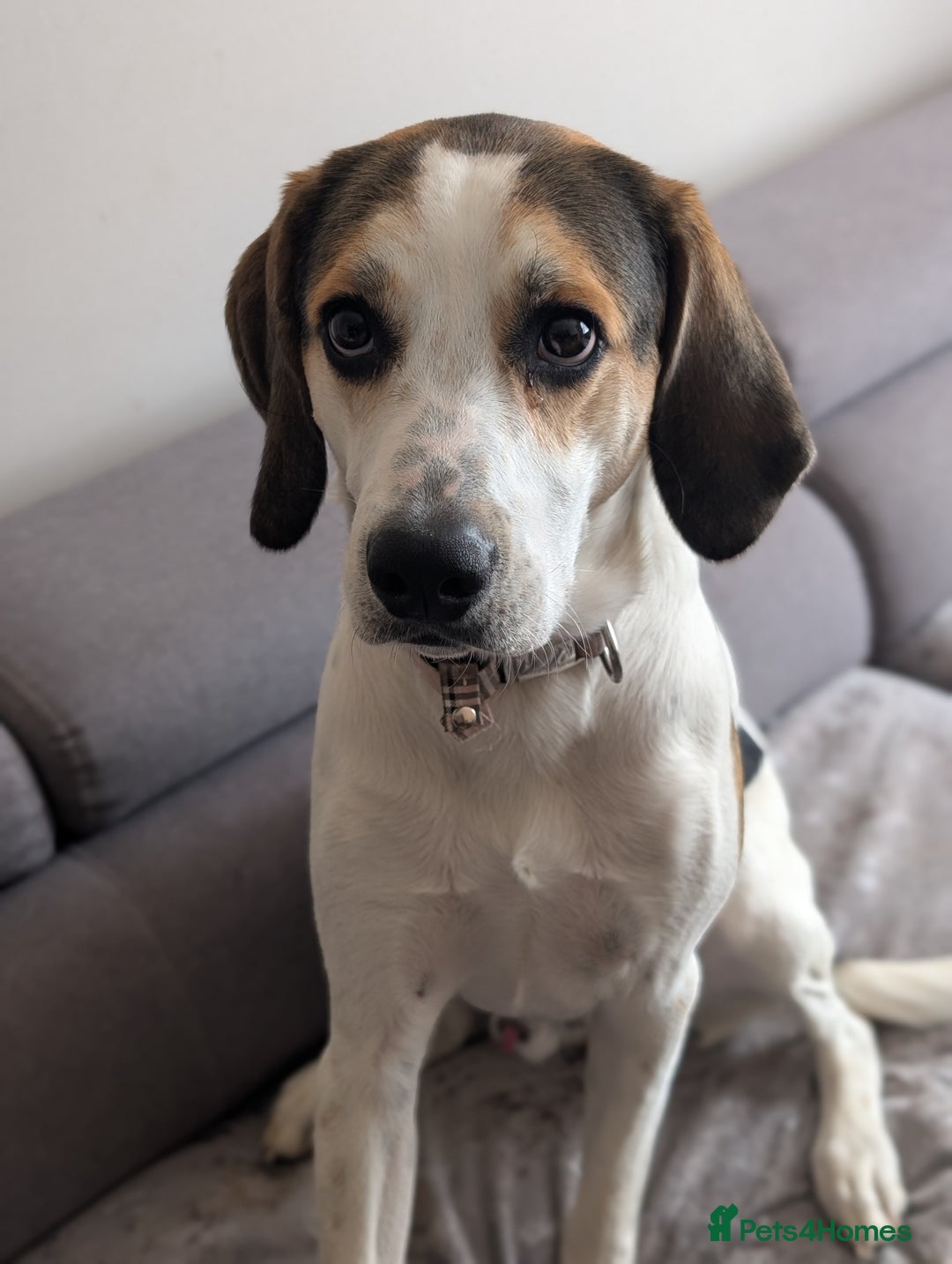 Mixed Breed dogs for sale: Beagle x - Image 4
