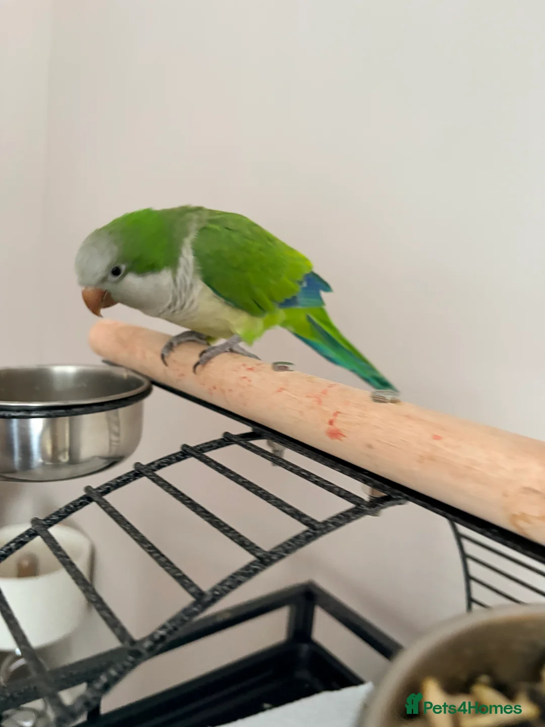 Parakeets birds for sale: Quaker Parrot - Advert 4