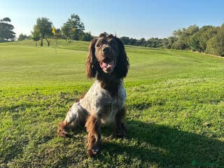 Cocker Spaniel dogs 🔥WORKING CHOC ROAN COCKER STUD 🔥 in Gateshead - Advert 19