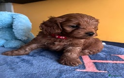 Cockapoo dogs for sale: F1b Cockapoo Puppies Ready Soon for Loving Homes - Image 15
