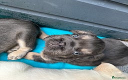 French Bulldog dogs for sale: Quality 5star🌟full visual fluffy French bulldogs  - Image 15