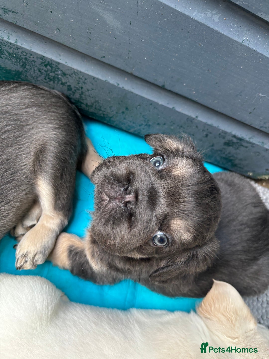 French Bulldog dogs for sale: Quality 5star🌟full visual fluffy French bulldogs  - Image 15
