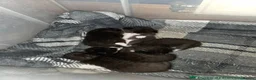 Mixed Breed cats for sale: Tuxedo Kittens Ready For a Home - Advert 19