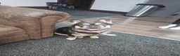 French Bulldog dogs for stud: Fluffy french bulldog in Brigg - Advert 5