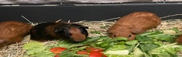 Guinea Pig rodents for sale: Baby Guinea Pigs. Male & Female pairs - Advert 2
