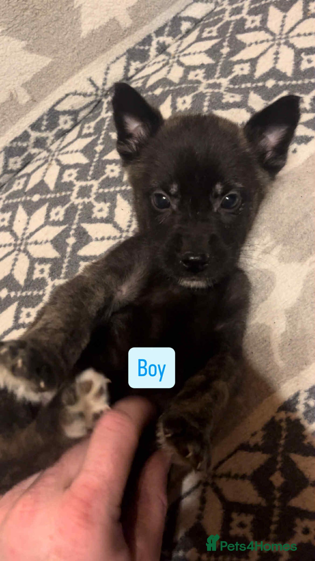 Huskita dogs for sale: Stunning little huski pups  - Advert 2