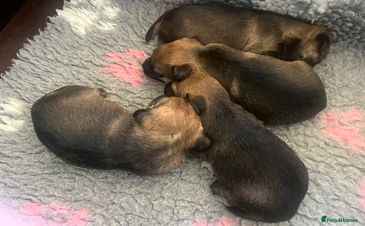 Border Terrier dogs - Advert 1