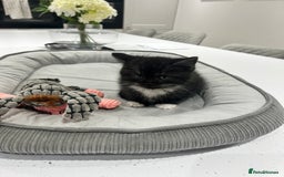 Persian cats for sale: 🌟 2 Chinchilla Persian Boy Kittens 🌟 - Image 9