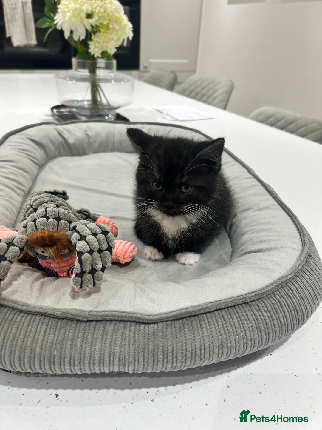 Persian cats for sale: 🌟 2 Chinchilla Persian Boy Kittens 🌟 - Image 9
