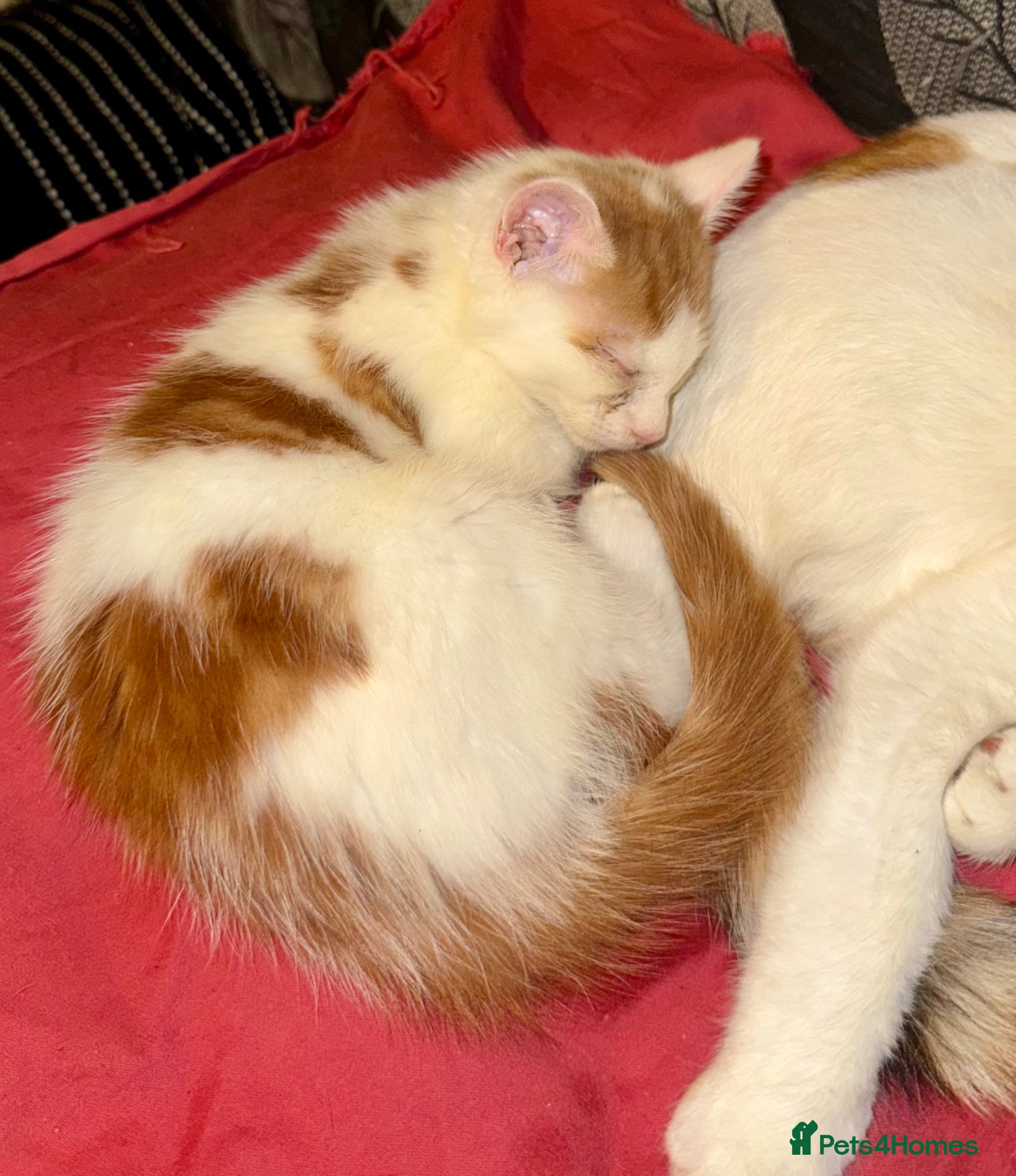 Mixed Breed cats Cuddly Cute Kittens x - Advert 1