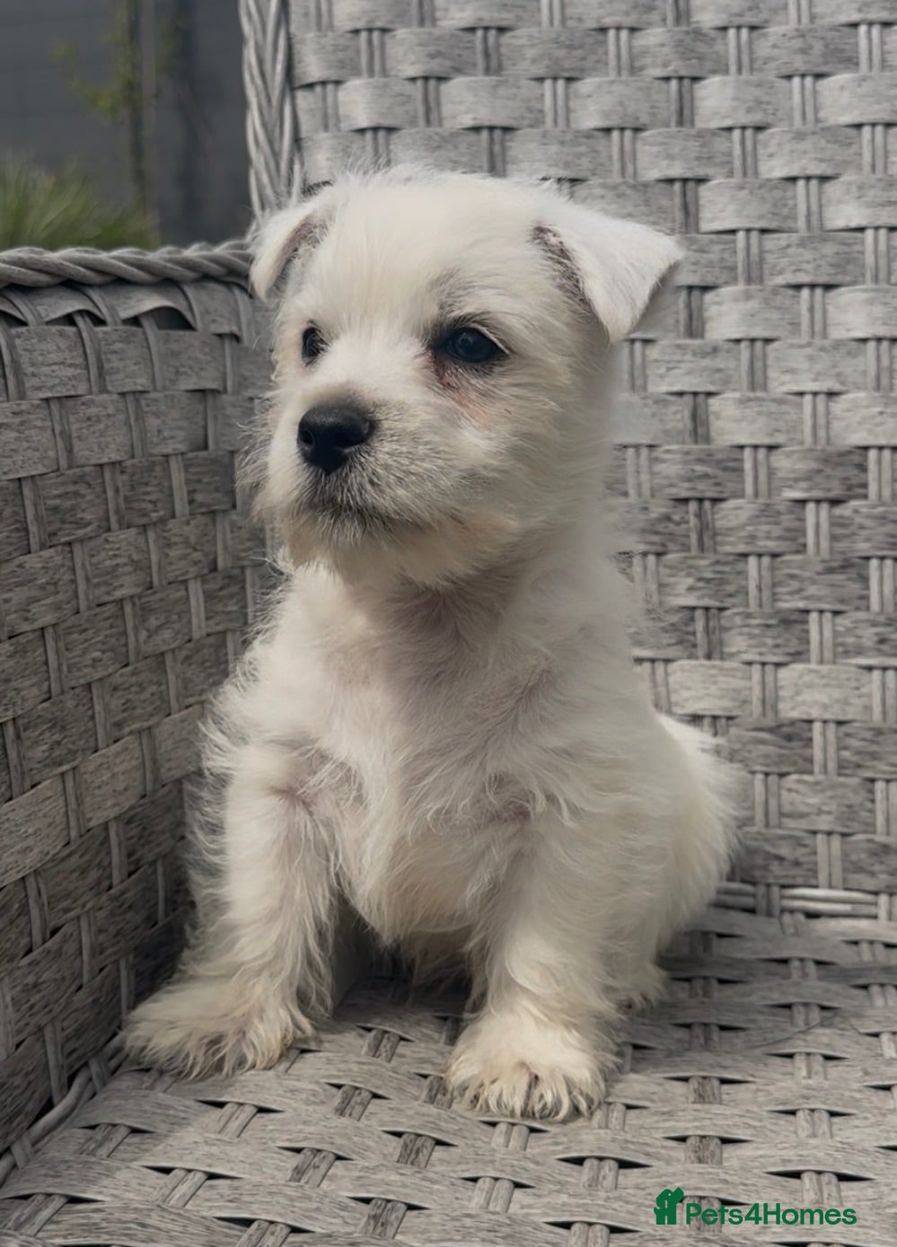 West Highland Terrier dogs West Highland Terrier Pups ready for new home Now - Advert 14