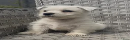 West Highland Terrier dogs for sale: West Highland Terrier Pups looking new home - Advert 5