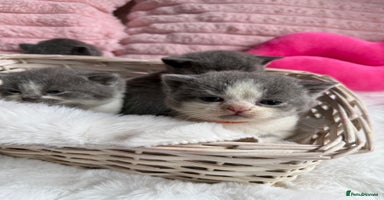 British Shorthair cats - Advert 5