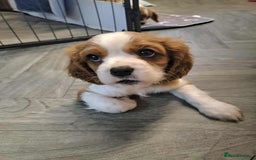 Cavalier King Charles Spaniel dogs for sale: King Charles cavalier 1 boy left!  - Image 10