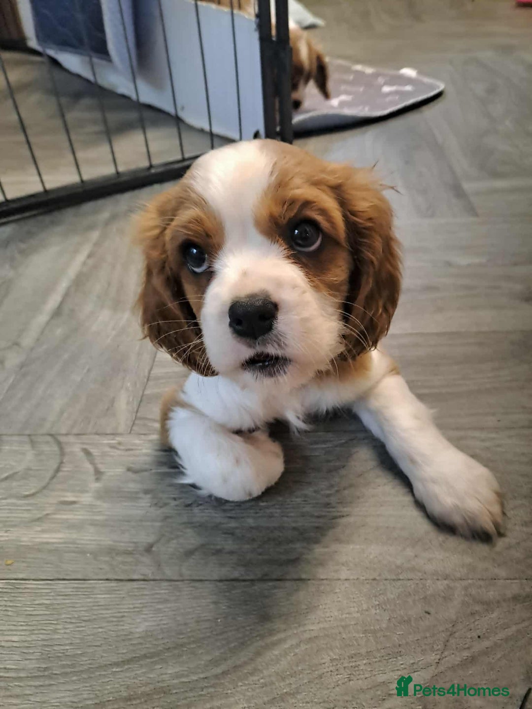 Cavalier King Charles Spaniel dogs for sale: King Charles cavalier 1 boy left!  - Image 10