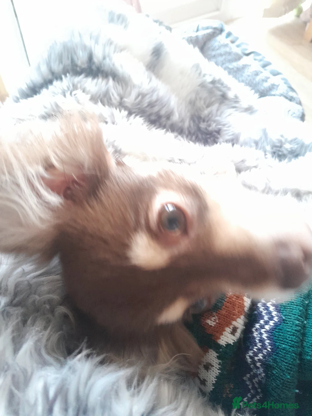 Chihuahua dogs for sale: Chocolate male chihuahua  in Market Rasen - Advert 2
