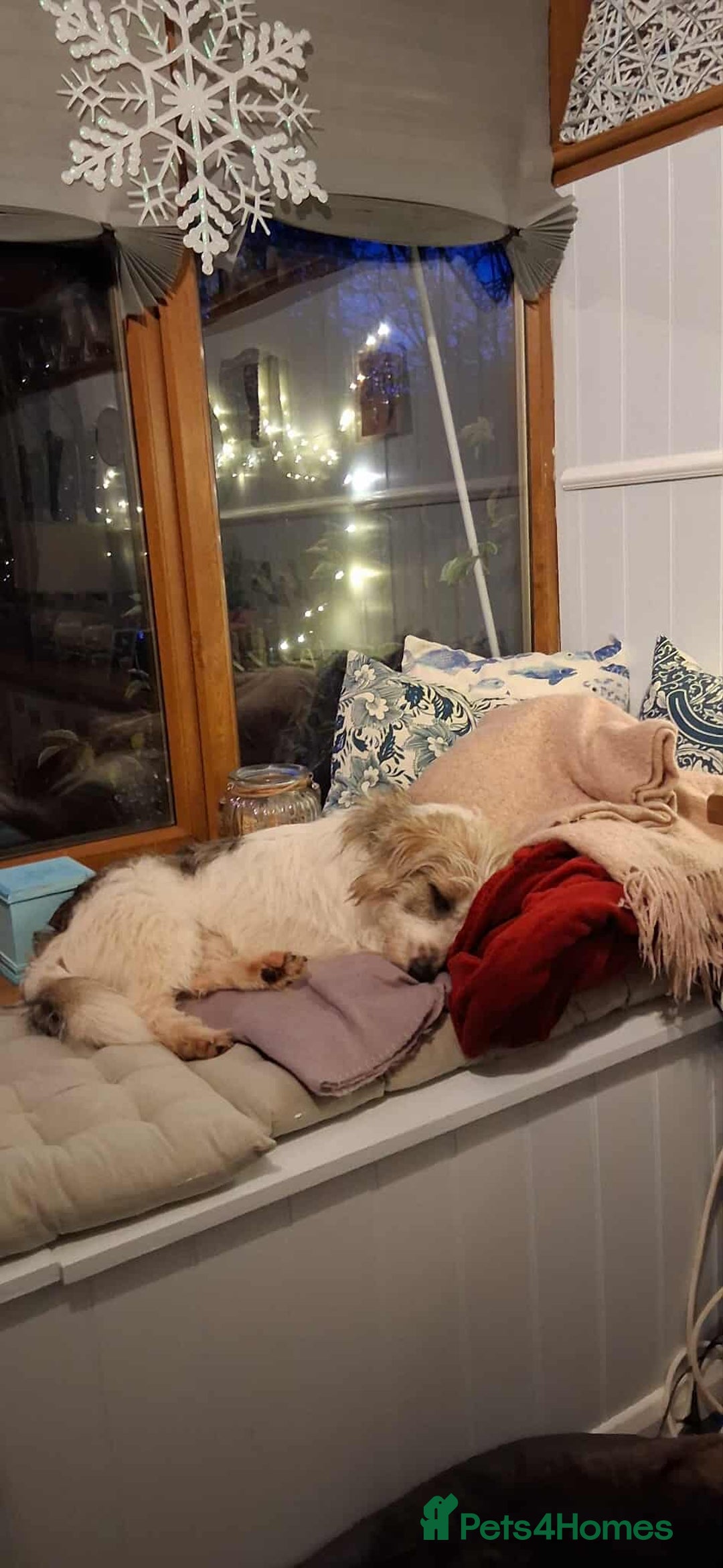 Mixed Breed dogs for adoption: TINK  - Advert 9