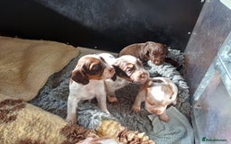 Cocker Spaniel dogs for sale: Working cocker spaniel pups  - Image 6