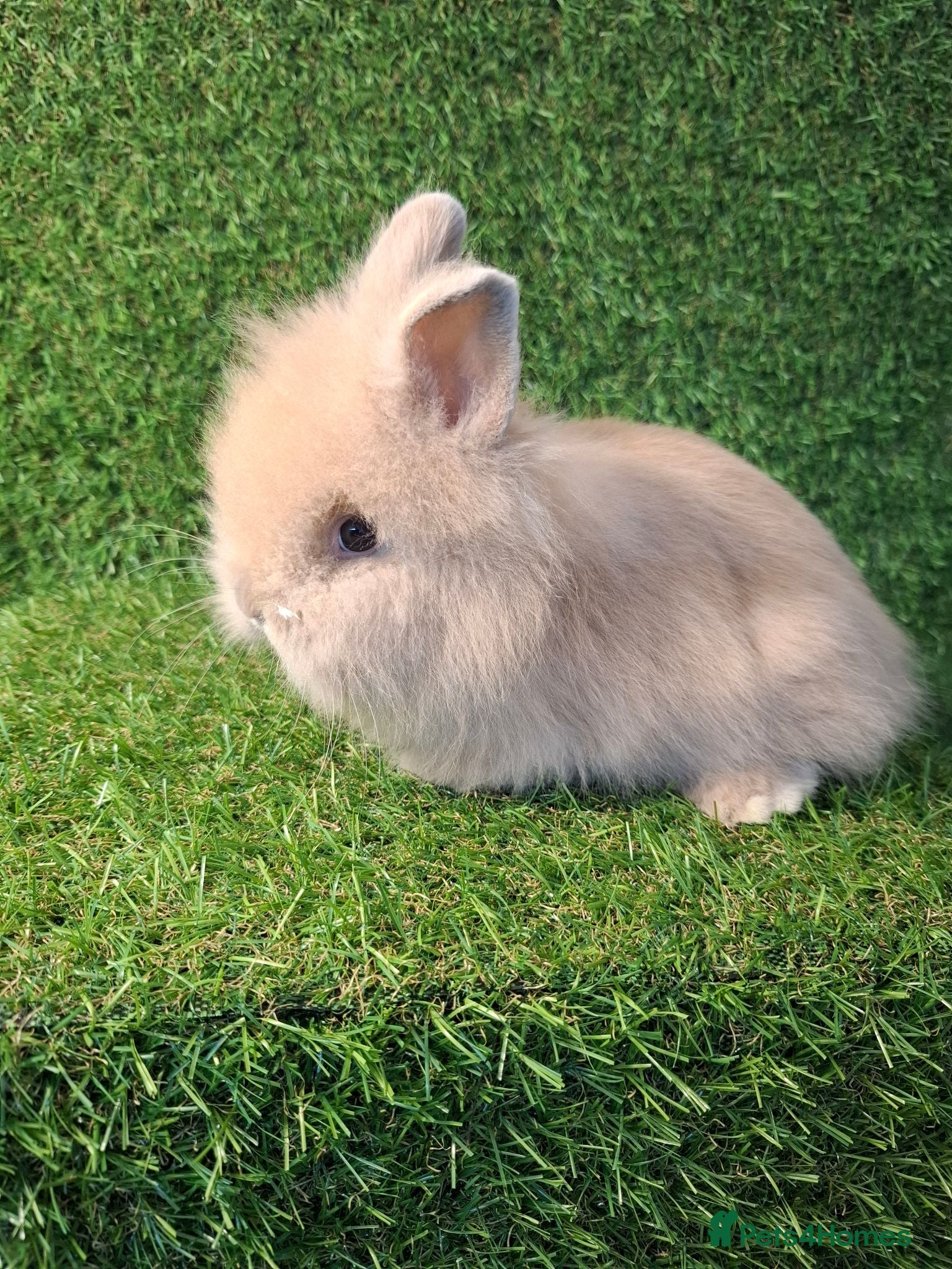 Lionhead rabbits DOUBLE MANED LIONHEADS - Advert 7