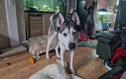 Siberian Husky dogs for sale: 4 yrs old husky - Image 5