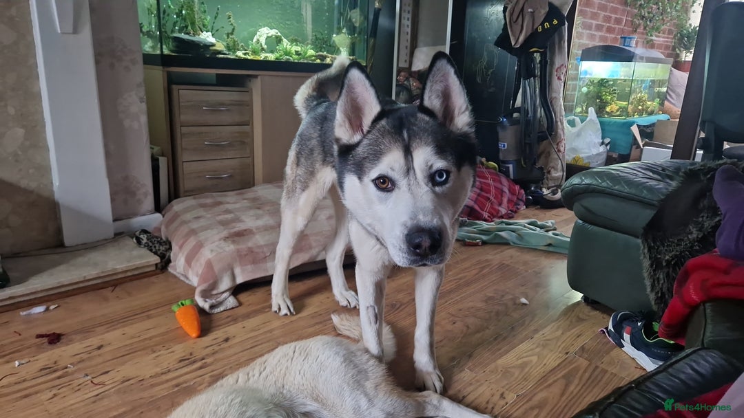 Siberian Husky dogs for sale: 4 yrs old husky - Image 5