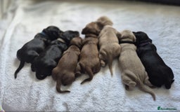 Miniature Dachshund dogs for sale: KC mini dachshund Black n Tan girl ready to home  - Image 2