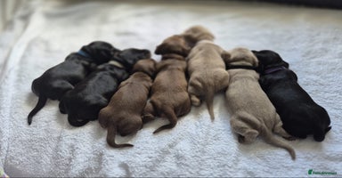 Miniature Dachshund dogs - Advert 1