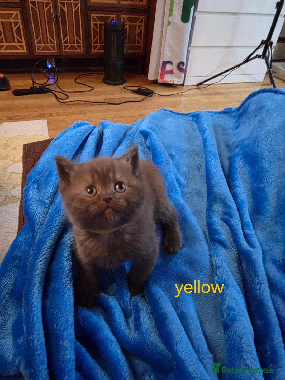 British Shorthair cats for sale: 🔥 Stunning British Shorthair Kittens to Reserve - Advert 29