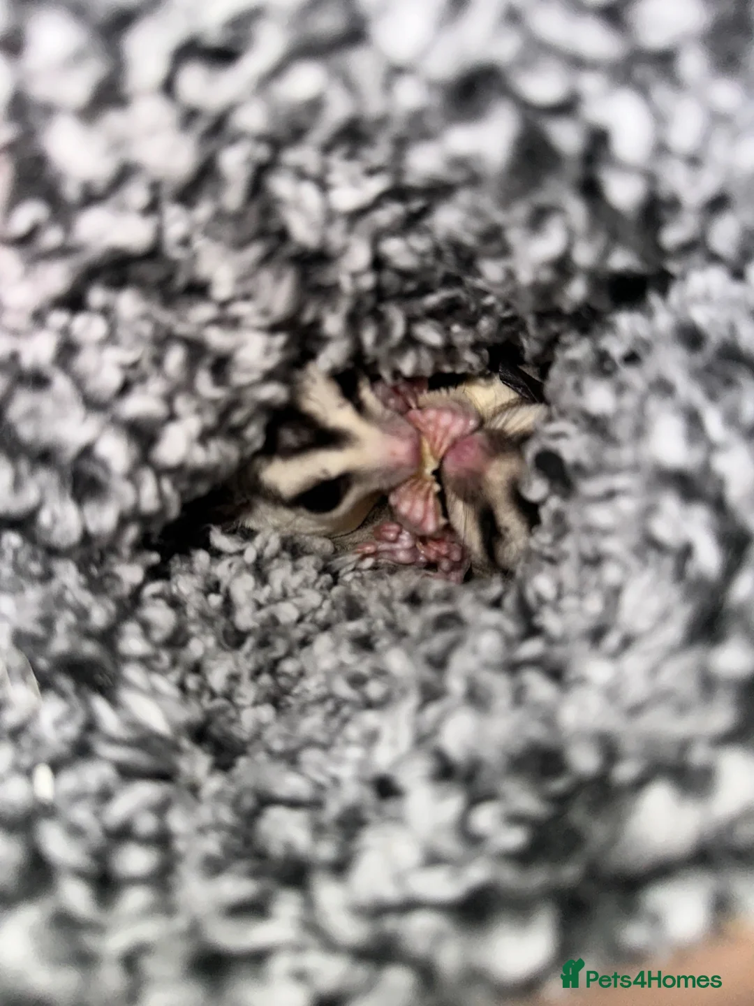 Sugar Glider rodents for sale: X2 male sugar gliders  in Radstock - Advert 6
