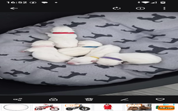 West Highland Terrier dogs for sale: 5 Beautiful Westie pups for sale 4 Girls 1 Boy - Image 2