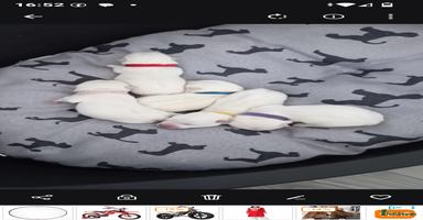 West Highland Terrier dogs - Advert 4