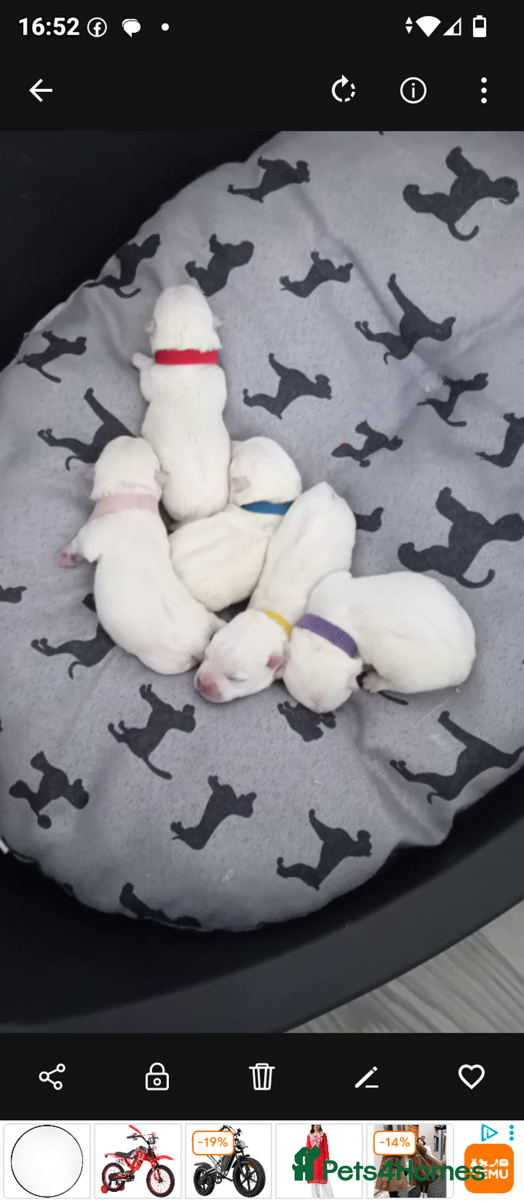 West Highland Terrier dogs for sale: 5 Beautiful Westie pups for sale 4 Girls 1 Boy - Image 2