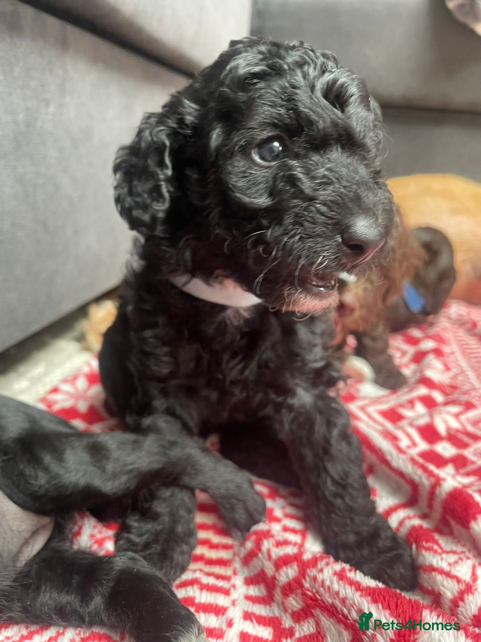 Labradoodle dogs Adorable miniature Labradoodle puppies  - Advert 16
