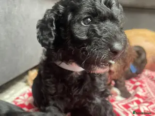 Labradoodle dogs Adorable miniature Labradoodle puppies - Advert 17