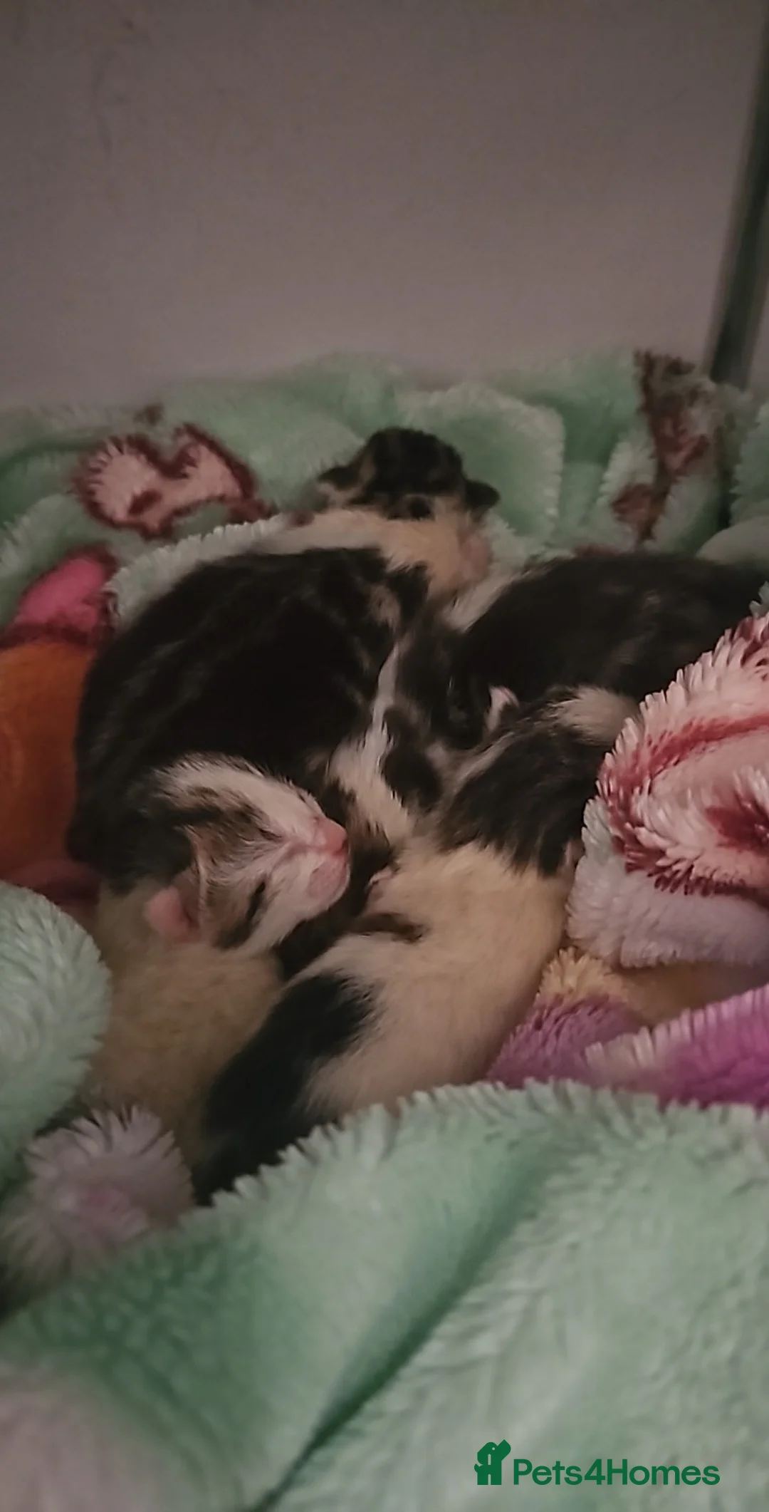 Mixed Breed cats for sale: 4 Beautiful Little Kittens For Sale - Advert 5