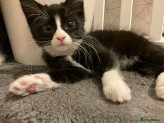 Mixed Breed cats siamese x siberian tuxedo kittens - Advert 16