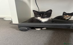 Mixed Breed cats for sale: Mixed breed kittens for sale  - Image 4