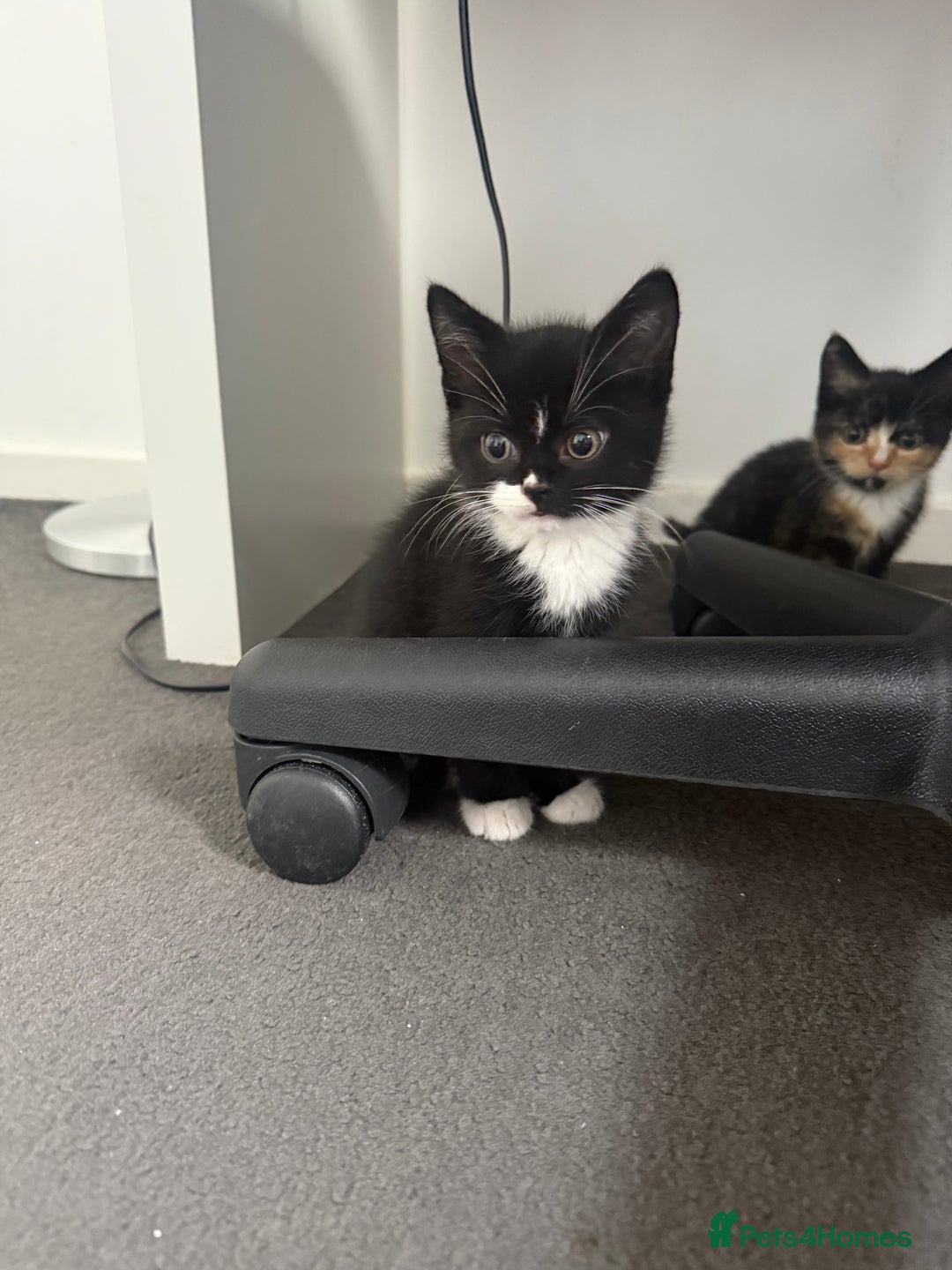 Mixed Breed cats for sale: Mixed breed kittens for sale  - Image 4