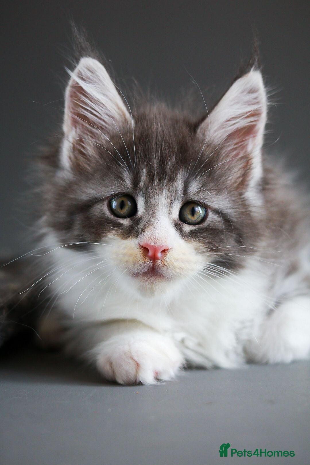 Maine Coon cats TICA Registere Maine Coon Kittens - Advert 17