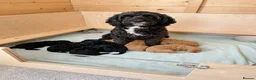 Cockapoo dogs for sale: F1 Cockerpoo Puppies - Advert 9
