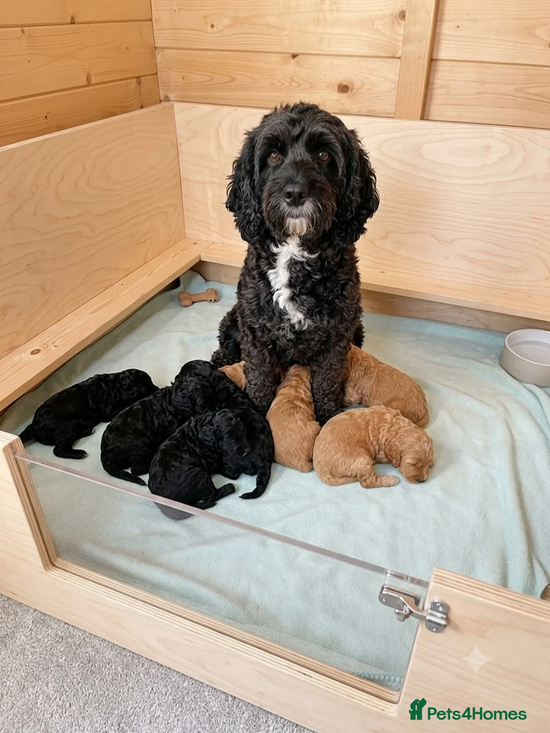 Cockapoo dogs for sale: F1 Cockerpoo Puppies - Advert 9