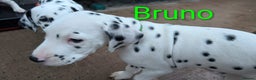 Dalmatian dogs for sale: Dalmatian puppies KC registered last 1 remaining - Advert 12